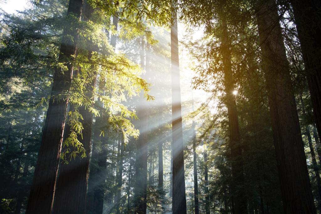 The Ever Expanding&nbsp;Light